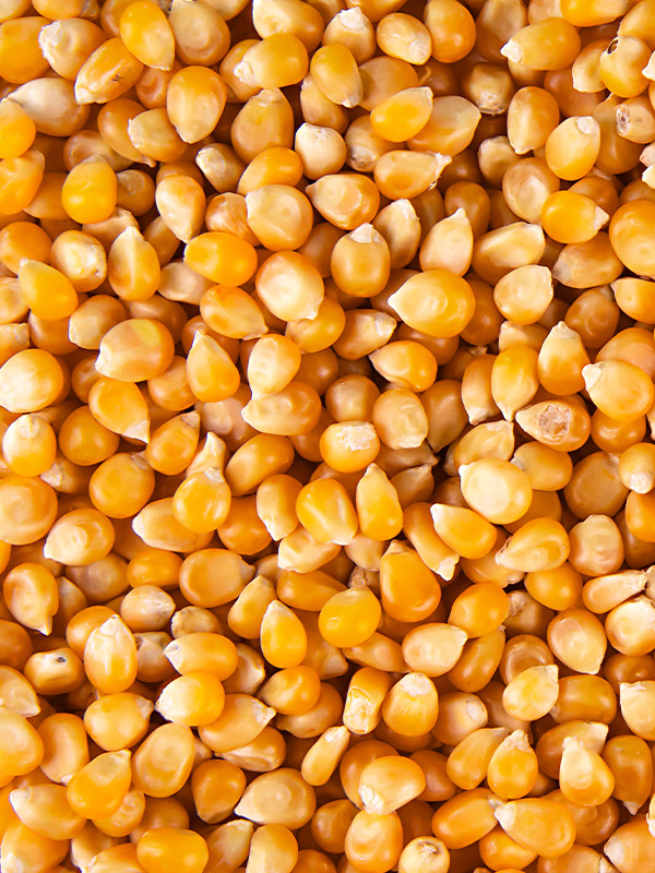 Popcorn Kernels